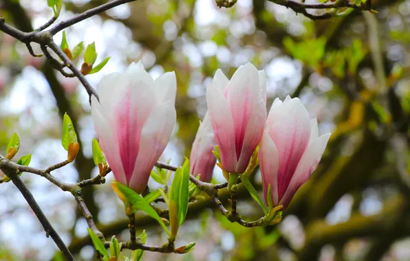 Spring, magnolia, twig