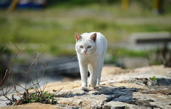 Картинка кошка, белый, трава, кот, камни, улица, прогулка