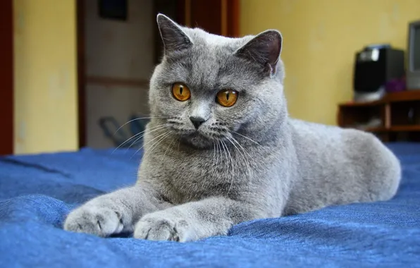 Картинка кошка, глаза, кот, серый, лапы, синий фон