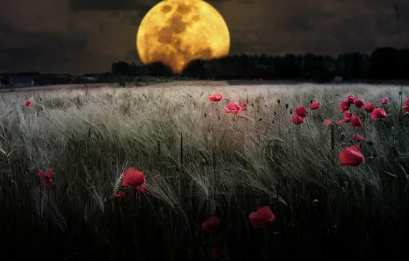 Поле, Луна, moon, night, Полнолуние, wheat, full moon