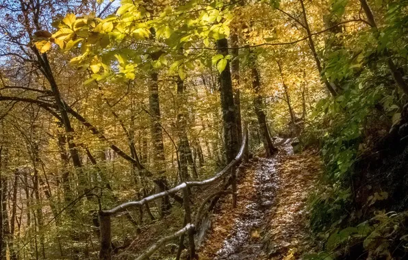 Осень, Сентябрь, Роза Хутор, Надежда Демкина, Тропа здоровья