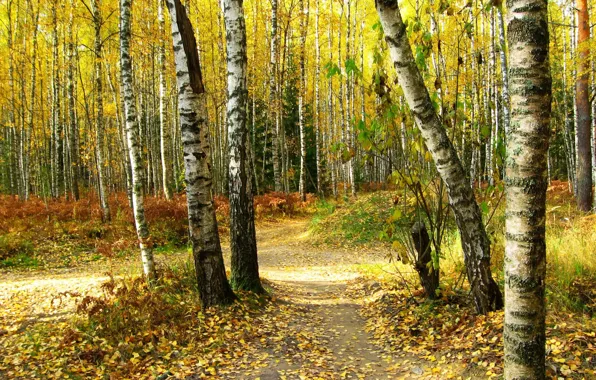 Картинка осень, лес, листья, деревья, природа, фото, тропа, березы