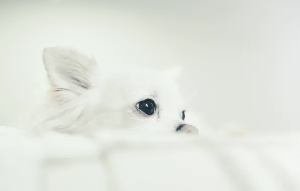 Картинка взгляд, собака, Chihuahua