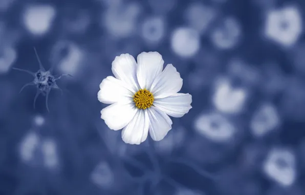 Цветок, природа, лепестки, космея