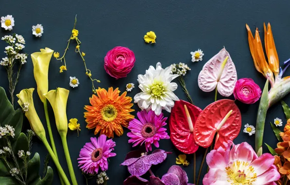 Цветы, фон, colorful, flowers, bright, various