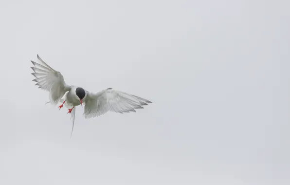 Bird, flight, wings, arctic tern