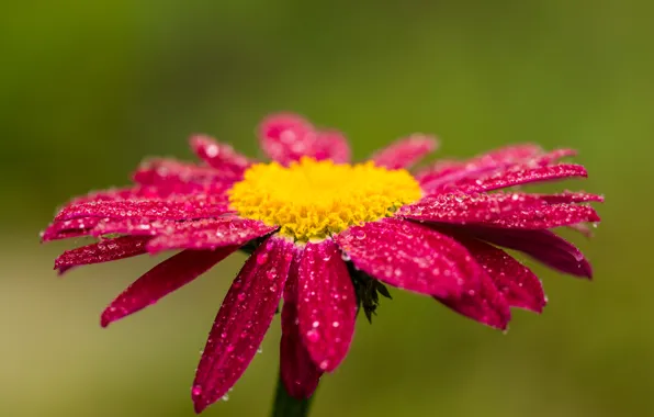 Картинка капли, красный, Цветок, red, flower, боке, bokeh, drops