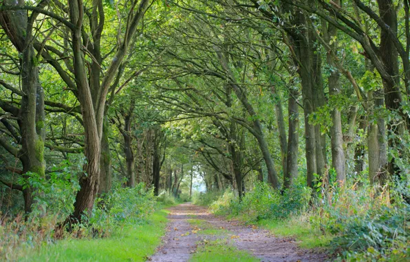 Деревья, тропа, Нидерланды, Голландия, Drenthe, Gasselternijveen-Assen, Annen