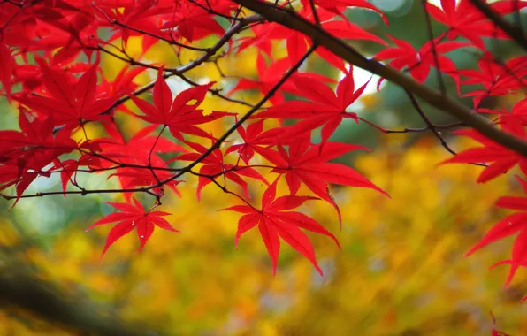 Осень, листья, ветка, красные, клен