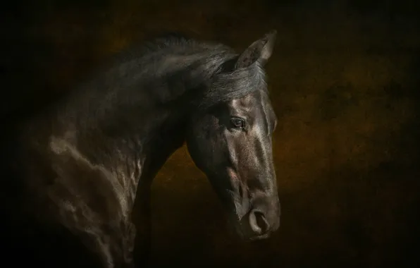 Картинка конь, лошадь, грива, вороны, профиль, красавец