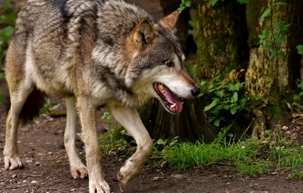 Картинка nature, predator, animal, wolf, wildlife, portrait., Canis lupus. face • wolf • portrait • predator