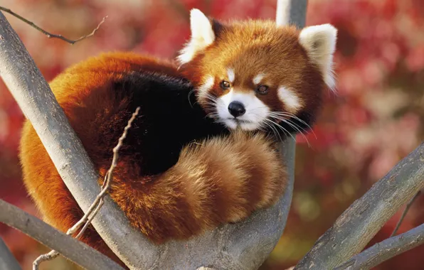 Картинка Панда, красная, малая, Firefox