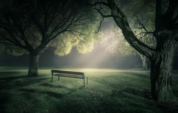 Картинка свет, деревья, скамейка, туман, парк