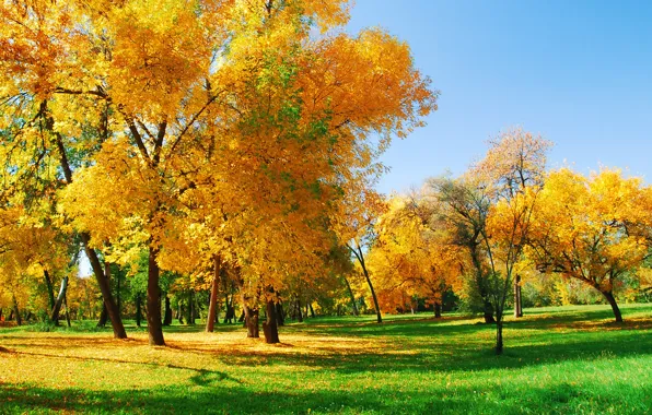 Картинка осень, лес, деревья, Природа, солнечный свет