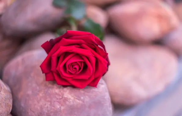 Картинка цветок, камни, розы, бутон, red, rose, красная роза, flower