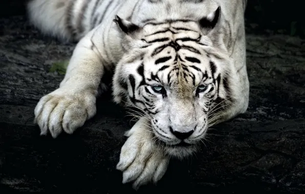 Картинка белый, взгляд, тигр, tiger, сибирский