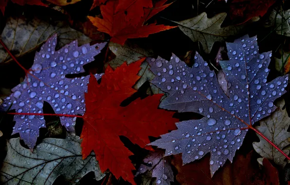 Картинка осень, листья, вода, капли, роса, клен