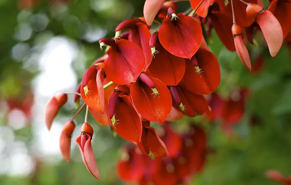 Макро, красное, растение, цветение, Erythrina crista-galli