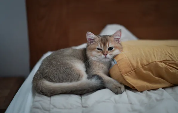 Кошка, взгляд, поза, котенок, мордашка