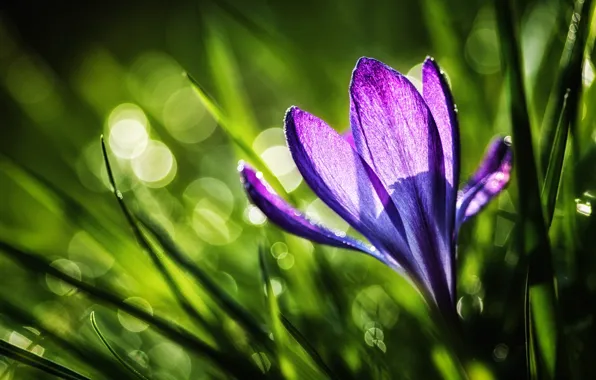 Картинка цветок, фиолетовый, трава, солнце, свет, природа, весна, крокус