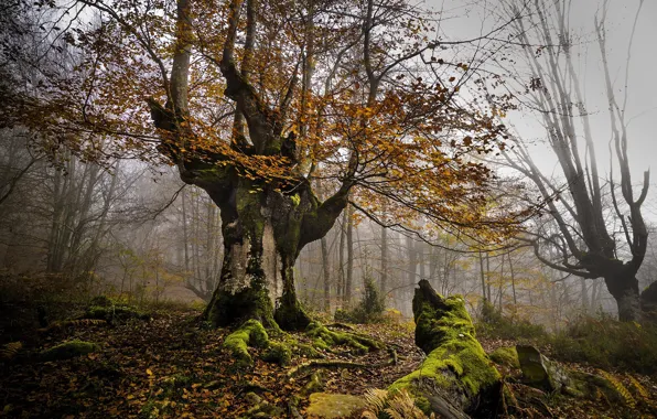 Картинка осень, лес, дерево