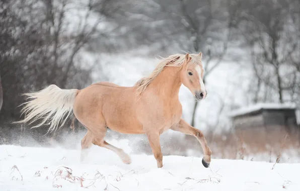 Картинка зима, снег, конь, лошадь, бег, бежит