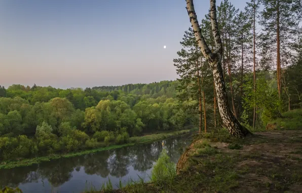 Картинка деревья, пейзаж, природа, река, берег, утро, берёзы, леса