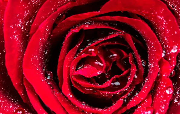 Цветок, вода, капли, роза, бутон, flowers, roses, buds