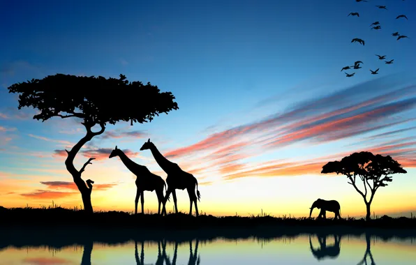 Закат, слон, жираф, Африка