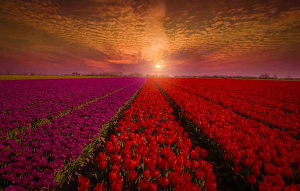 Картинка поле, небо, закат, цветы, природа, тюльпаны, красные, бутоны