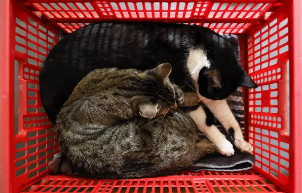 Кошка, кот, кошки, красный, поза, уют, серый, отдых