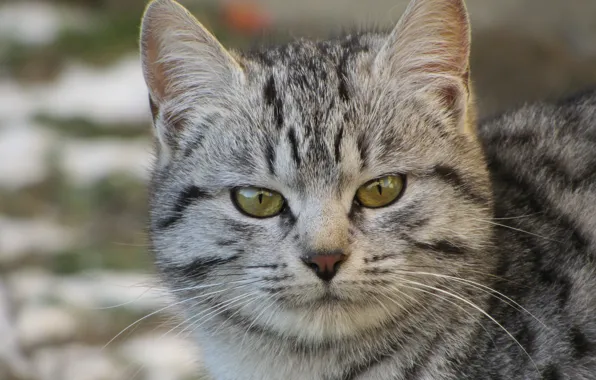 Кошка, кот, портрет