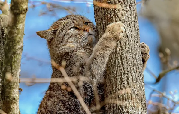 Ветки, дерево, лапы, на дереве, Дикая кошка, Лесной кот