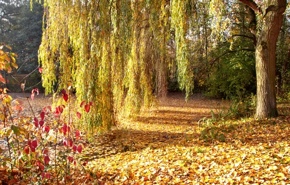Картинка осень, деревья, парк, дерево, листва, ива, опавшая
