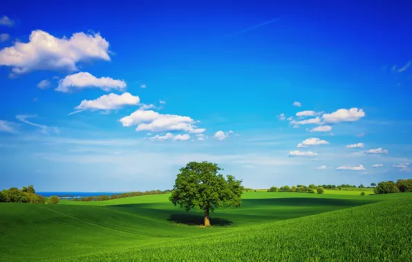 Nature, park, tree
