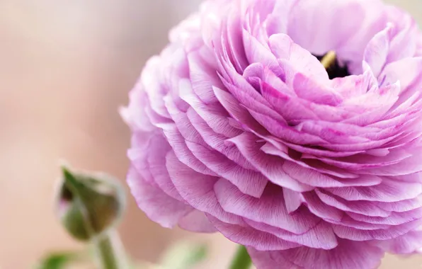 Картинка цветок, макро, розовый, лепестки, ranunculus, лютик