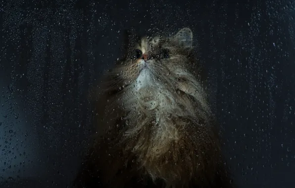 Кот, стекло, капли