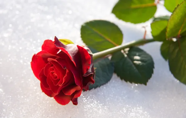 Картинка Зима, Роза, Снег, Бутон