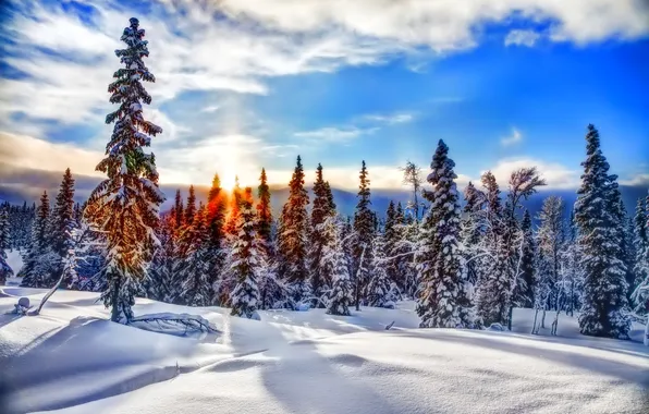 Картинка зима, лес, небо, облака, снег, закат, горы, ель