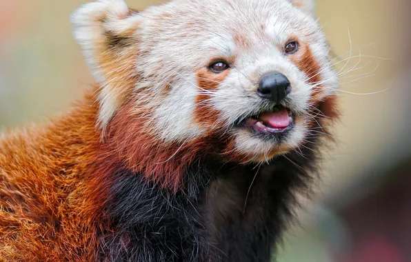 Firefox, малая панда, red panda