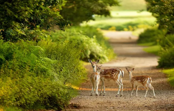 Картинка green, forest, animals, nature, bokeh, plants, path, Deer