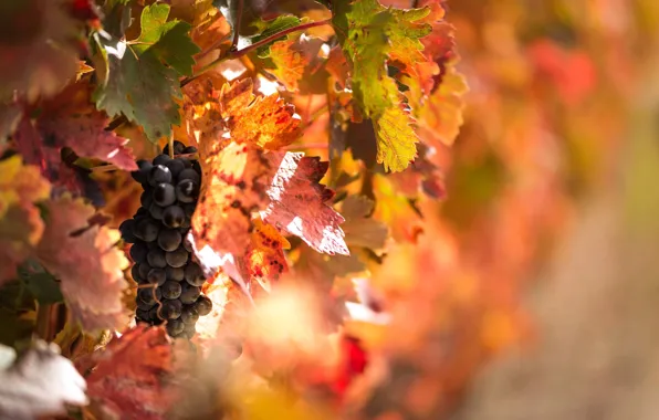 Картинка осень, свет, листва, ягода, виноград, фрукты, боке, лоза