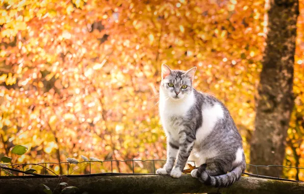 Картинка осень, кошка, бревно, боке