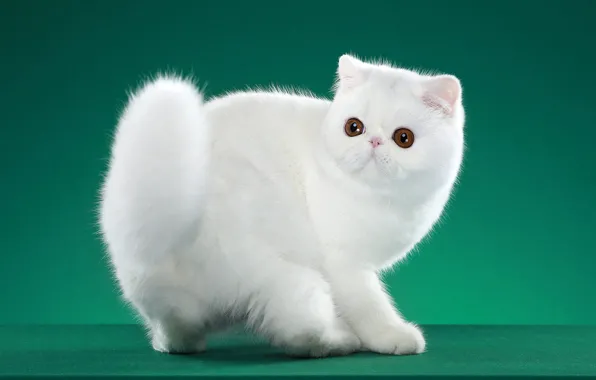 Кошка, белый, взгляд, поза, зеленый, котенок, фон, мордочка