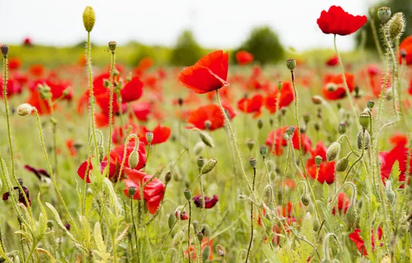 Лето, небо, цветы, красный, поляна, мак, маки, стебель