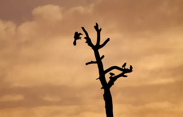 Dark, nature, cloud, birds, dead tree