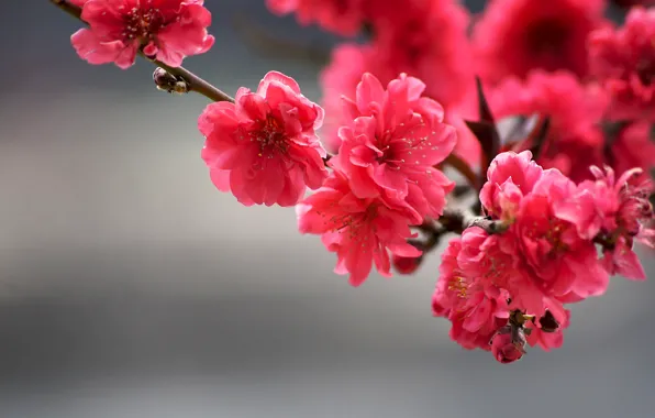 Картинка ближний план, ветка дерева, размытый фон, tree branch, яркие цветы, bright flowers, blurry background