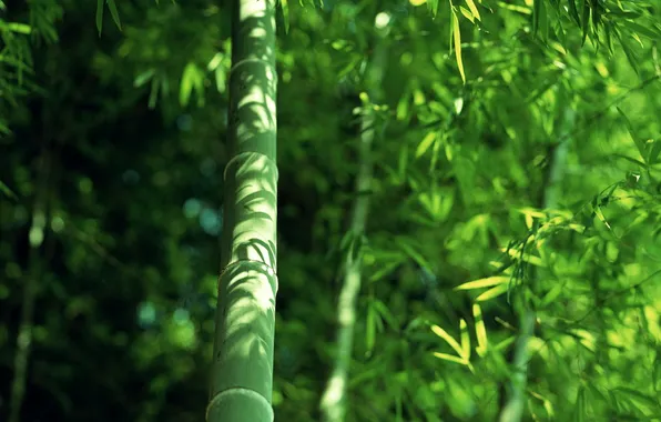 Картинка зелень, листва, бамбук