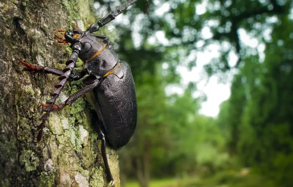 Forest, black, tree, Beatle