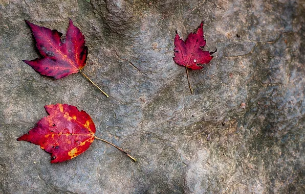 Картинка осень, листья, камень, багрянец